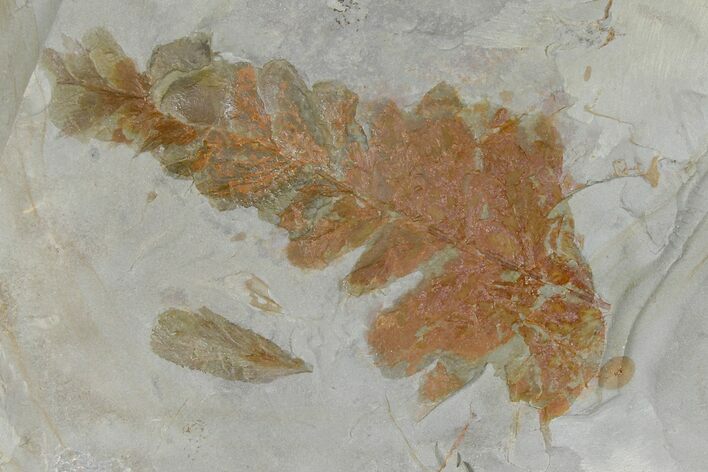 Fossil Fern (Dennstaedtia) - Montana #120834